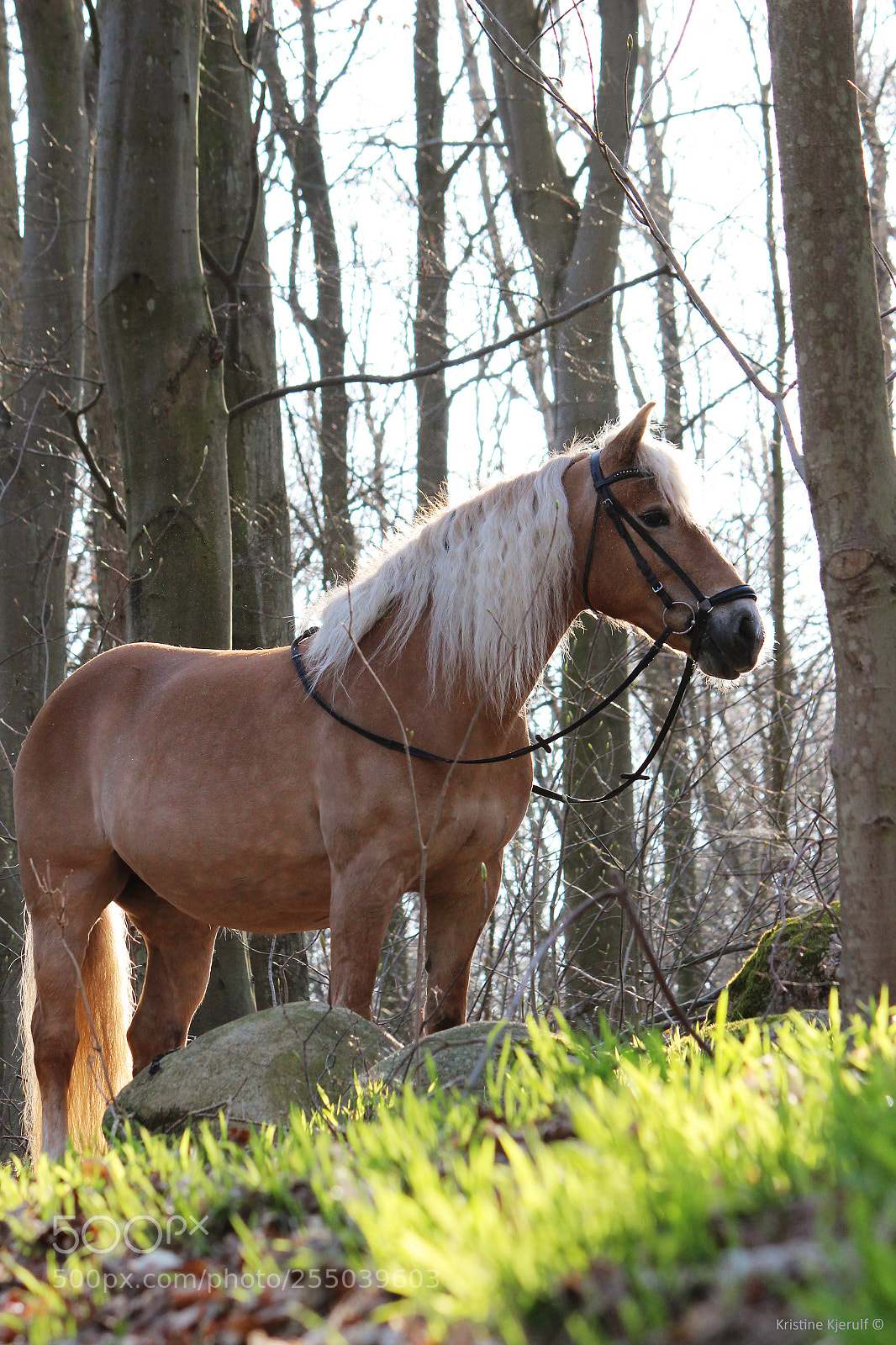 Canon EOS 600D (Rebel EOS T3i / EOS Kiss X5) sample photo. Misty photography