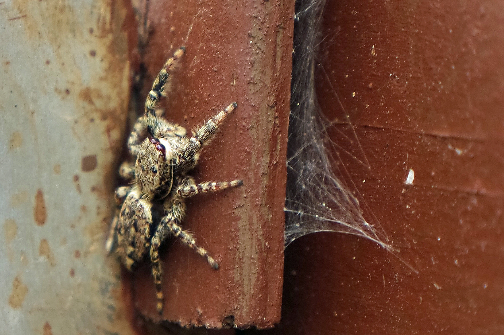 Samsung NX3300 sample photo. Little spider photography