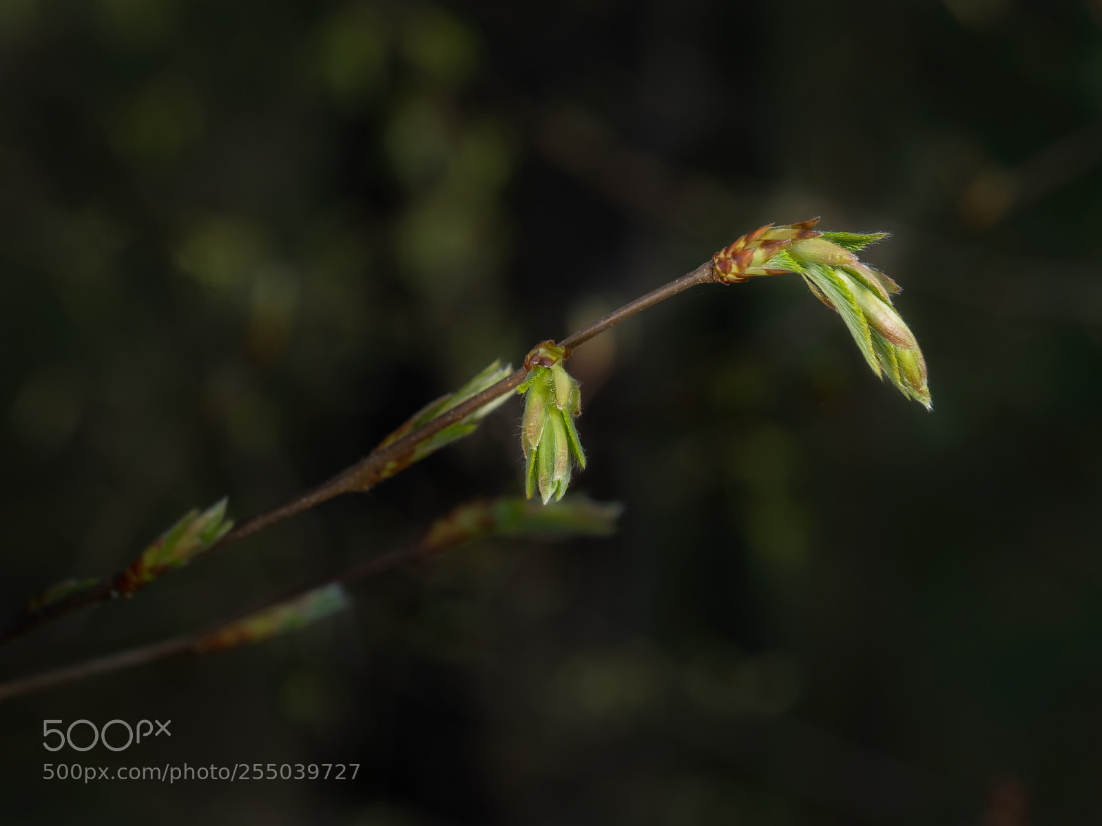Olympus OM-D E-M10 II sample photo. Beech bud on background photography