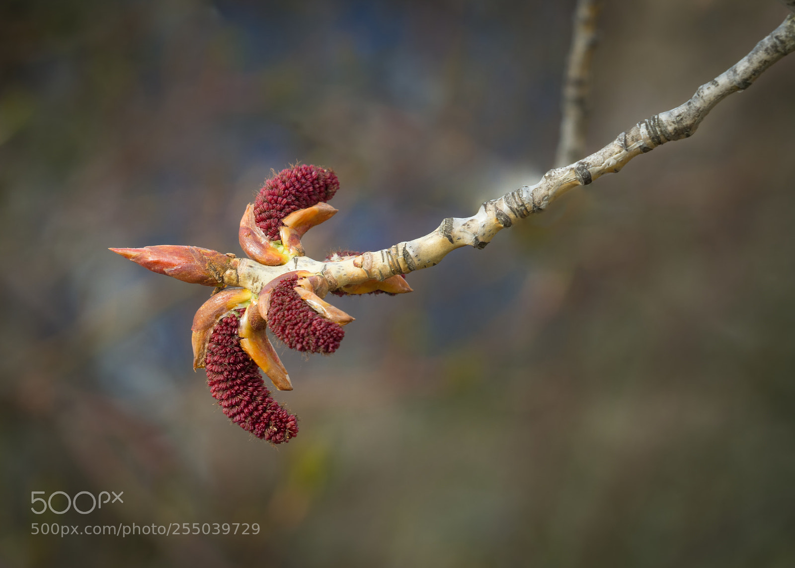 Olympus OM-D E-M10 II sample photo. Poplar bud with catkins photography
