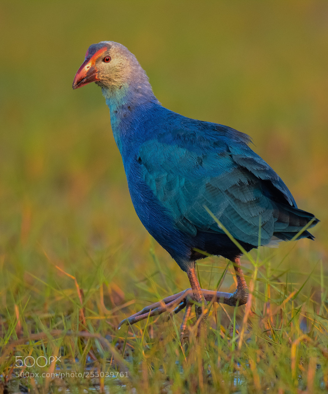 Nikon D7100 sample photo. Purple moorhen  photography