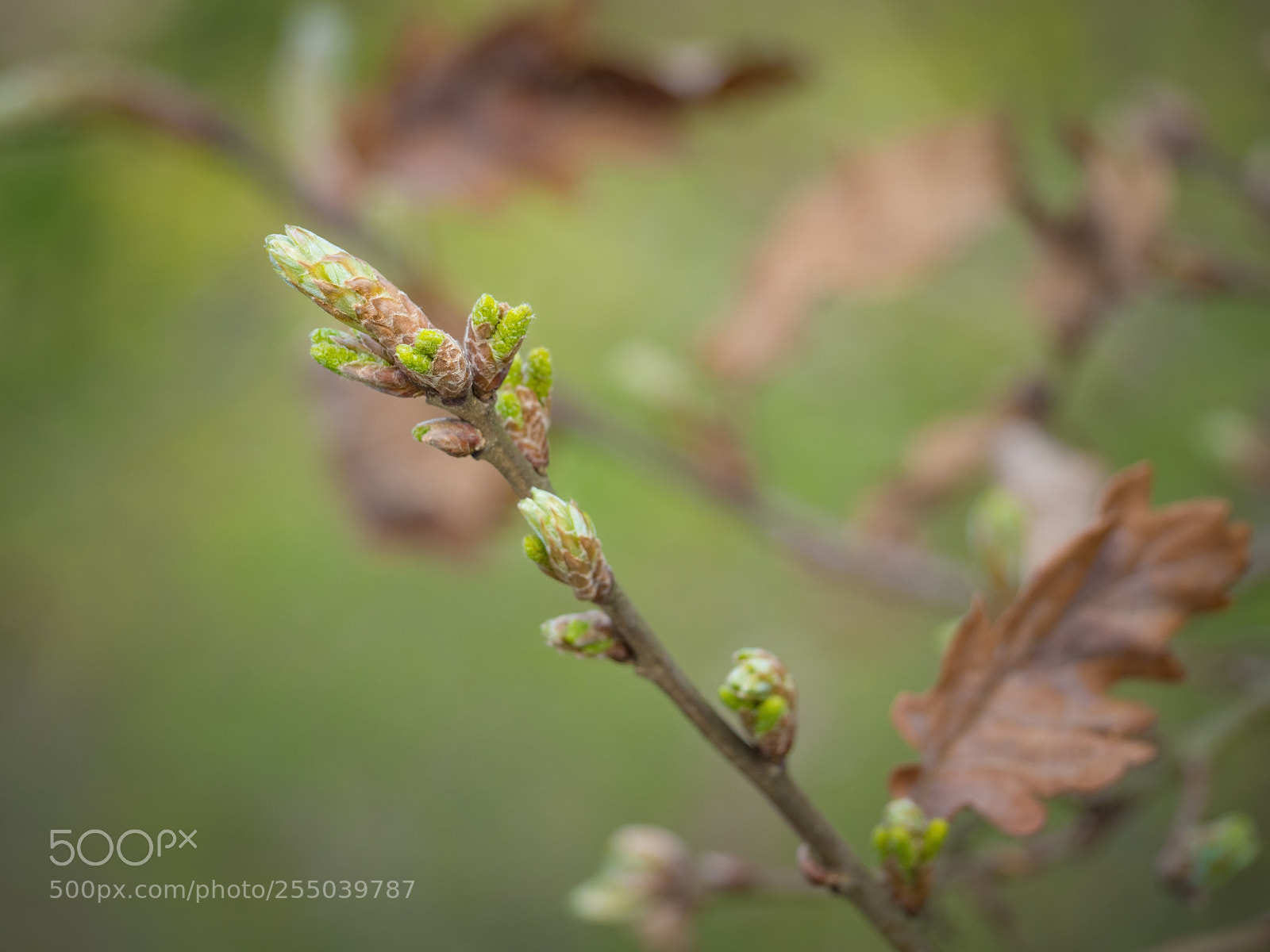 Olympus OM-D E-M10 II sample photo. Oak twig with buds photography
