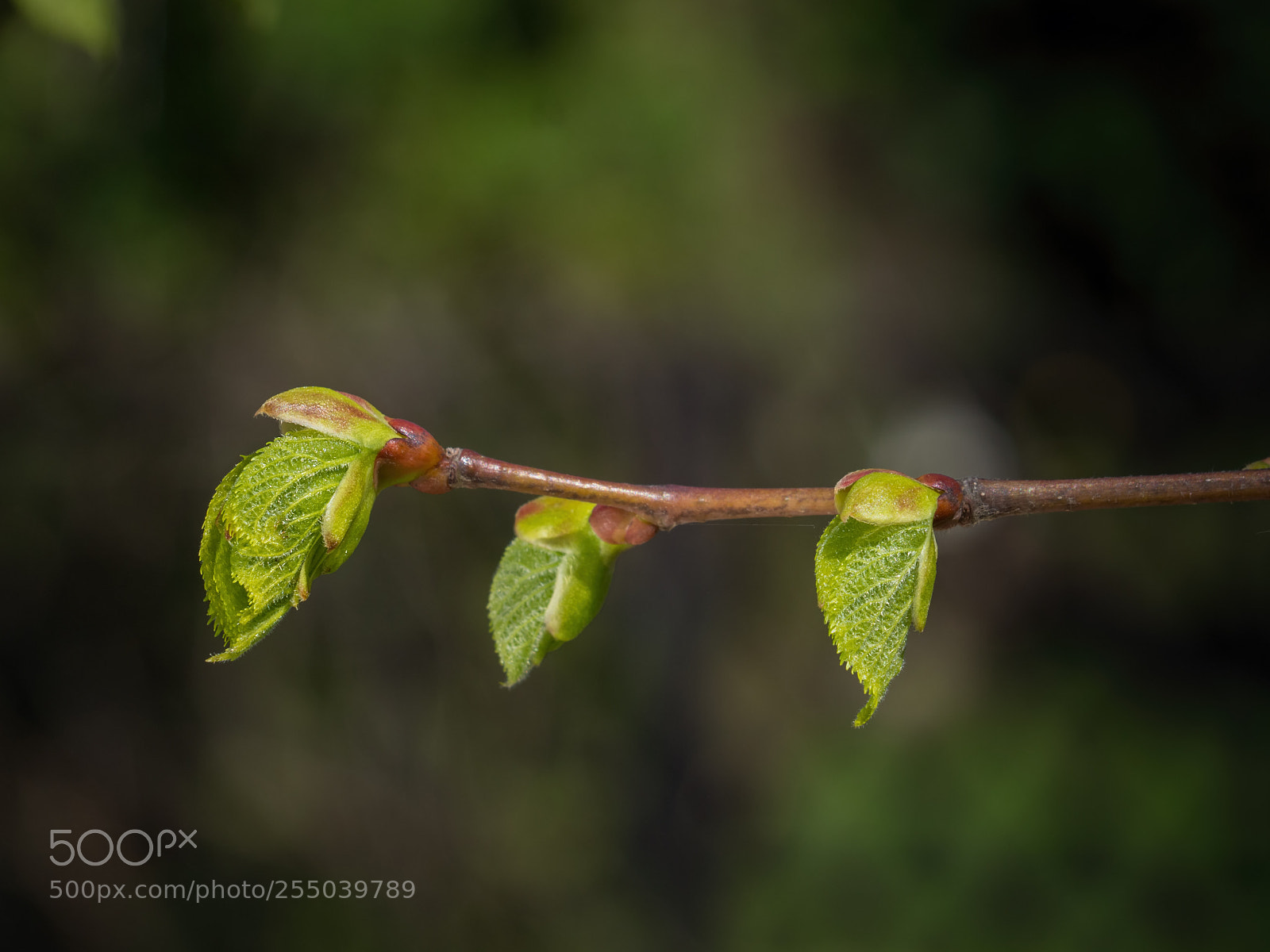 Olympus OM-D E-M10 II sample photo. Linden tree with buds photography
