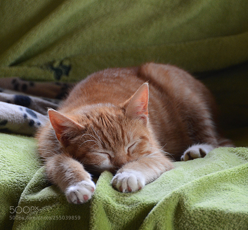 Nikon D7000 sample photo. Paws... photography