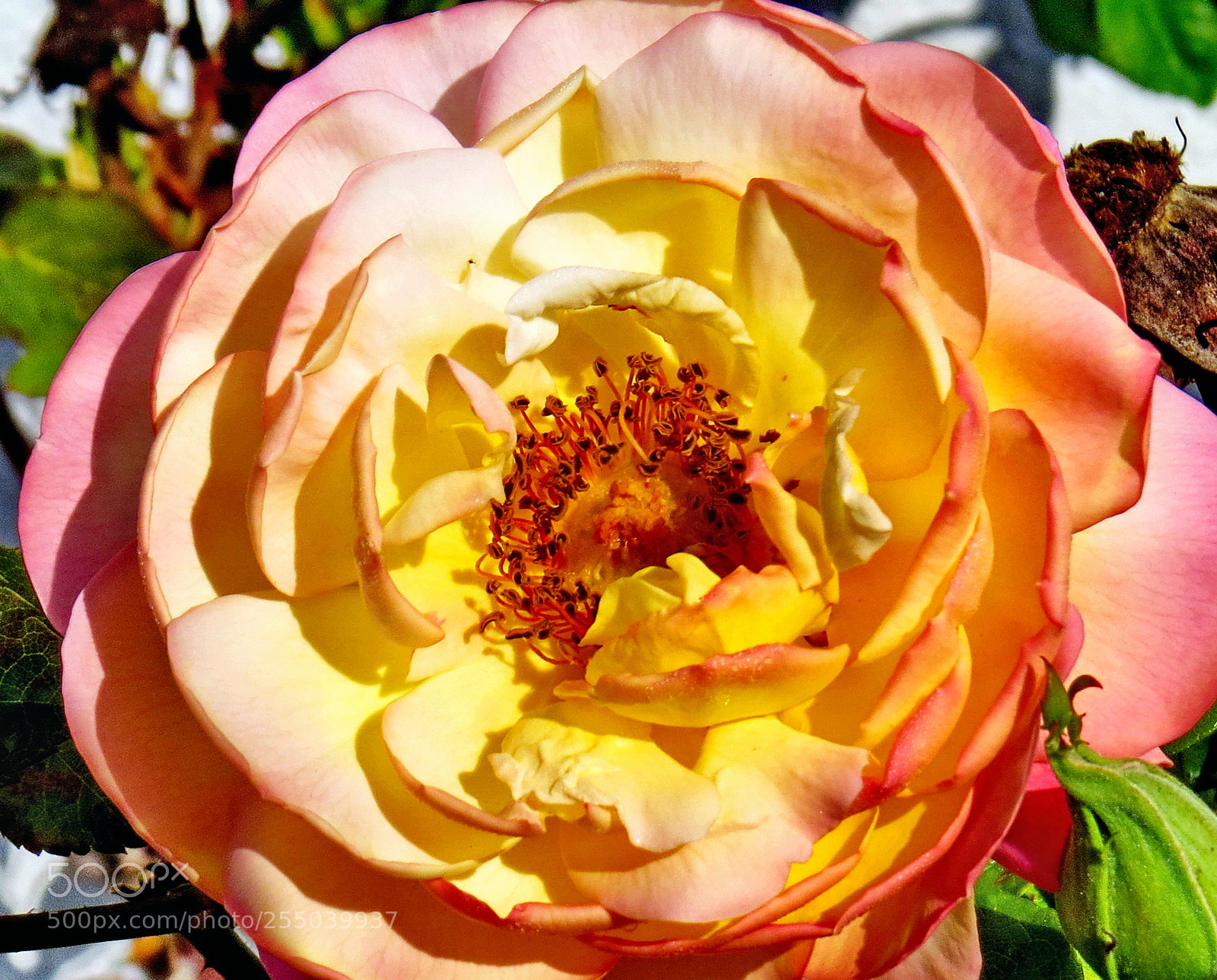Canon PowerShot SX50 HS sample photo. Yellow and pink rose photography