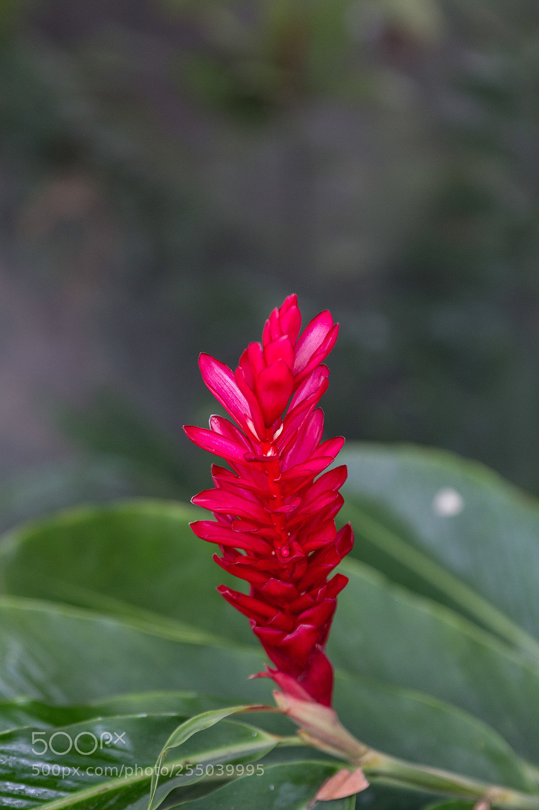 Canon EOS 60D sample photo. Alpinia purpurata (red ginger) photography