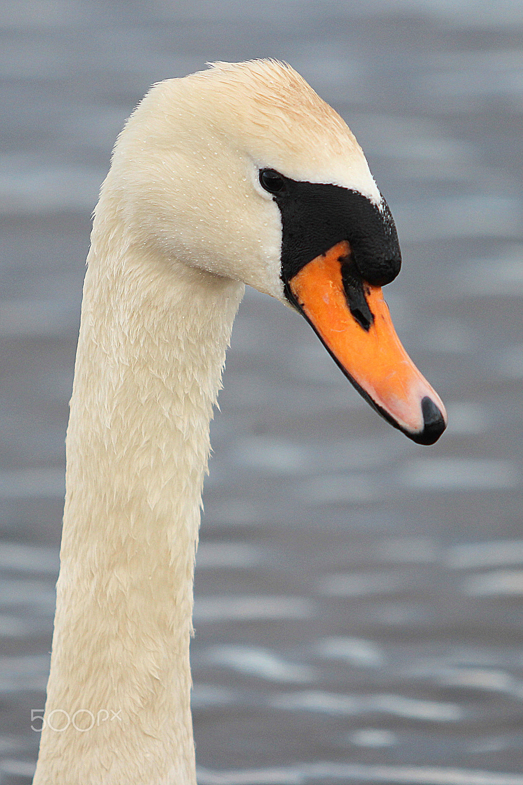 Canon EOS 600D (Rebel EOS T3i / EOS Kiss X5) + Canon EF 70-200mm F2.8L USM sample photo. Swan photography