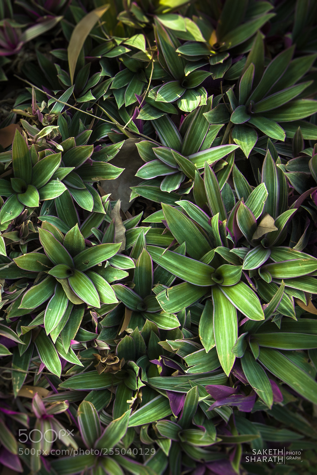 Nikon D200 sample photo. Tamed and wild plants.! photography