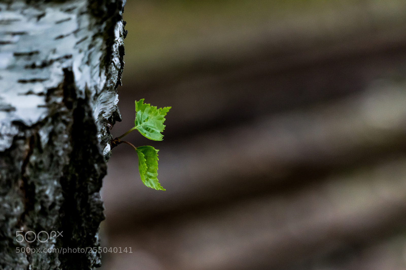 Sony a6000 sample photo. Birke photography