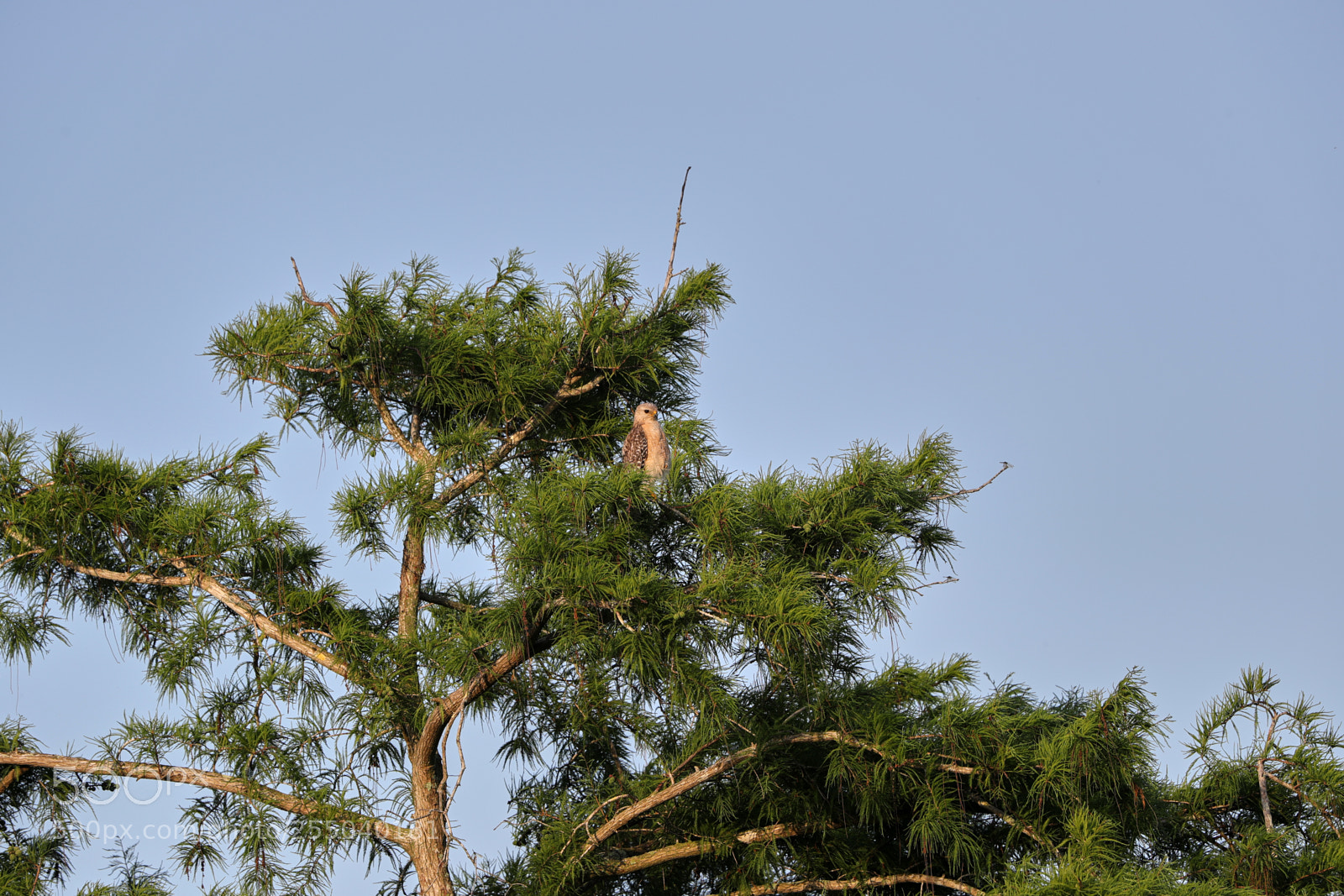 Canon EOS-1D X Mark II sample photo. 04-24-18-0014509.jpg photography