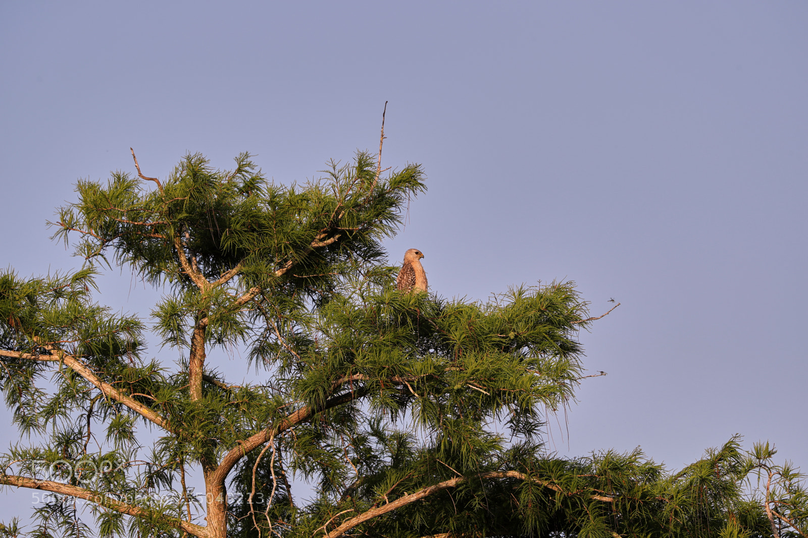Canon EOS-1D X Mark II sample photo. 04-24-18-0014506.jpg photography