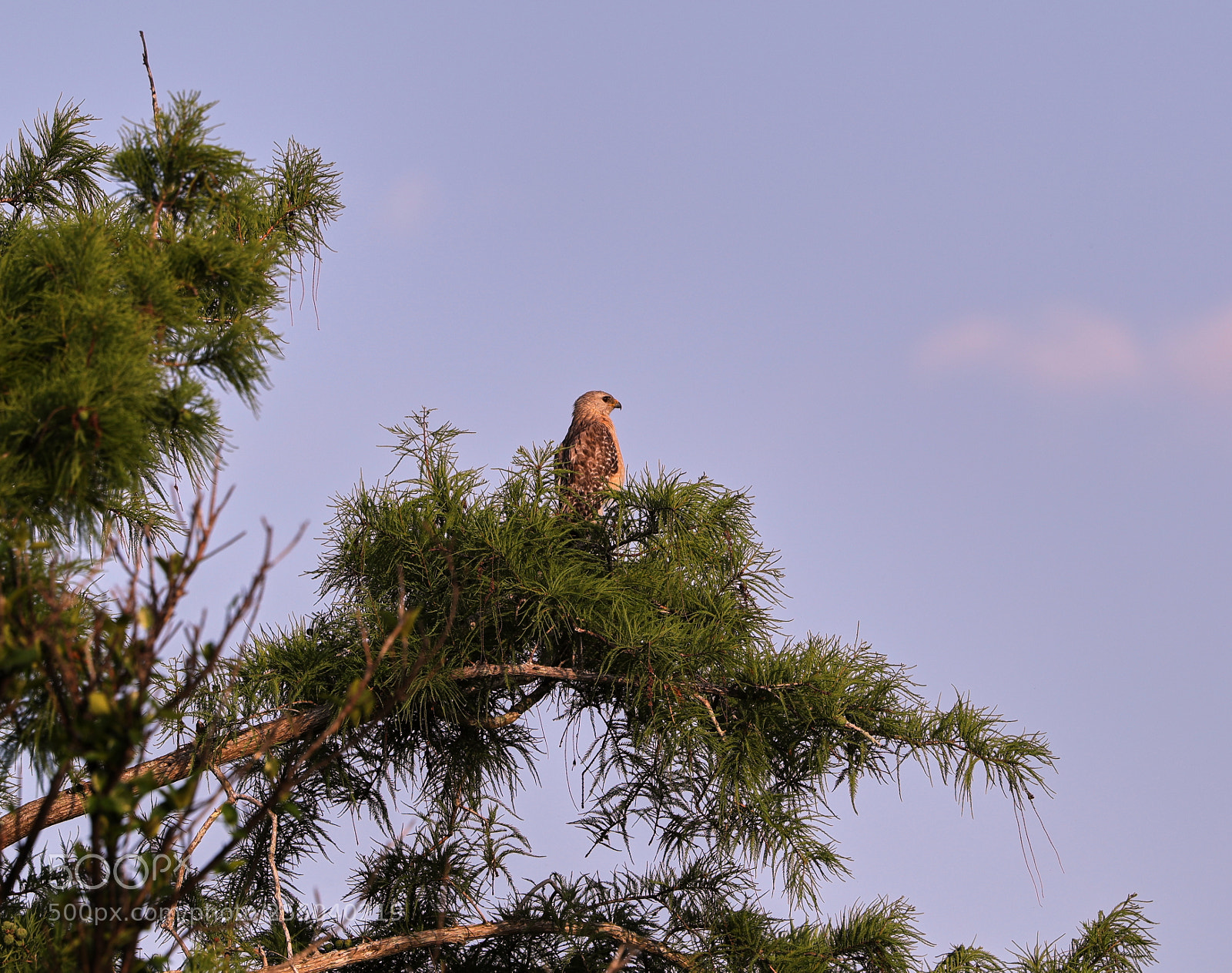 Canon EOS-1D X Mark II sample photo. 04-24-18-0014483.jpg photography