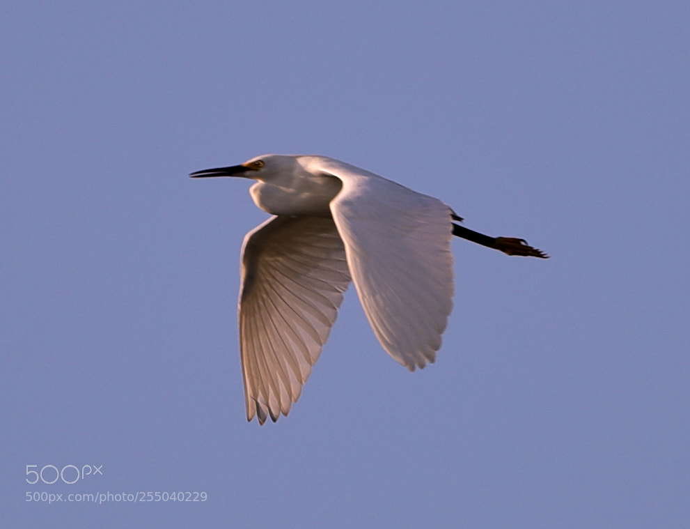 Canon EOS-1D X Mark II sample photo. 04-24-18-0014480.jpg photography