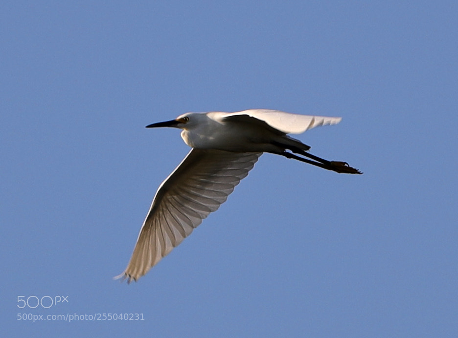 Canon EOS-1D X Mark II sample photo. 04-24-18-0014481.jpg photography