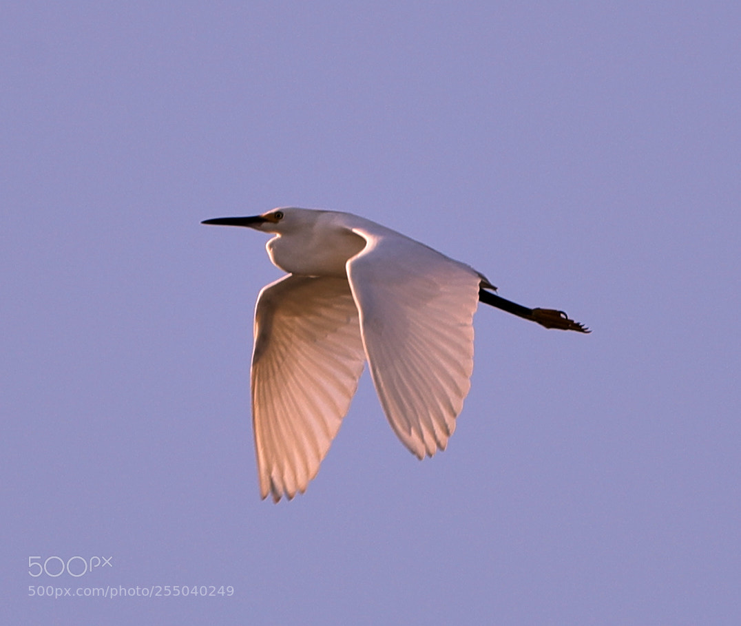 Canon EOS-1D X Mark II sample photo. 04-24-18-0014479.jpg photography