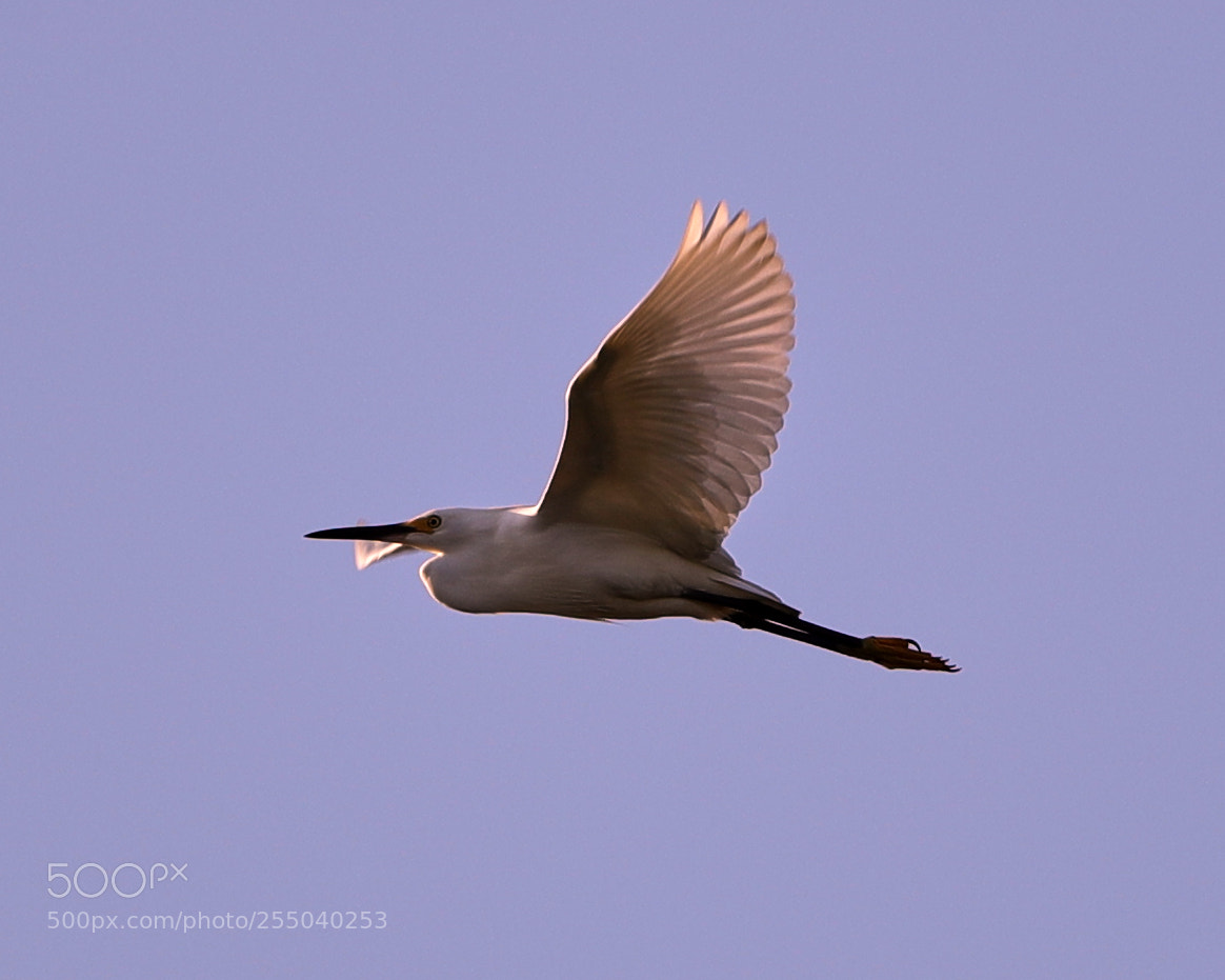 Canon EOS-1D X Mark II sample photo. 04-24-18-0014478.jpg photography