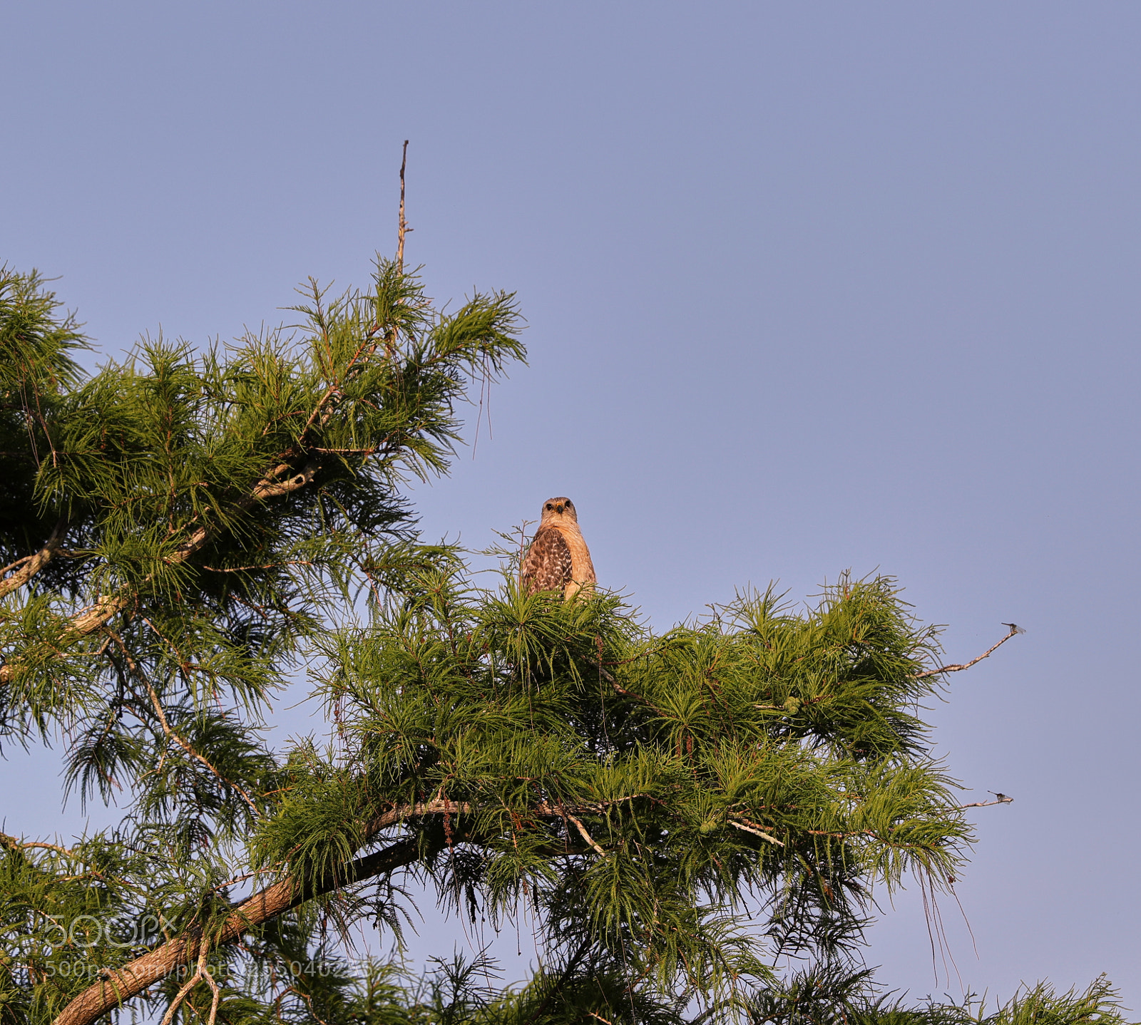 Canon EOS-1D X Mark II sample photo. 04-24-18-0014473.jpg photography
