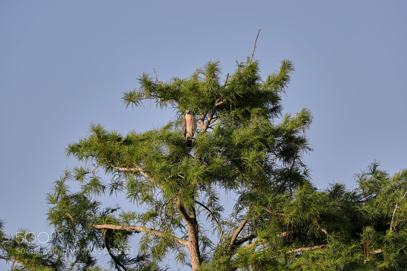 Canon EOS-1D X Mark II sample photo. 04-24-18-0014471.jpg photography