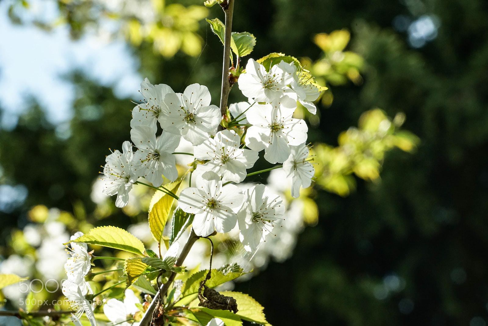 Sony a7R sample photo. Kirschblüten photography