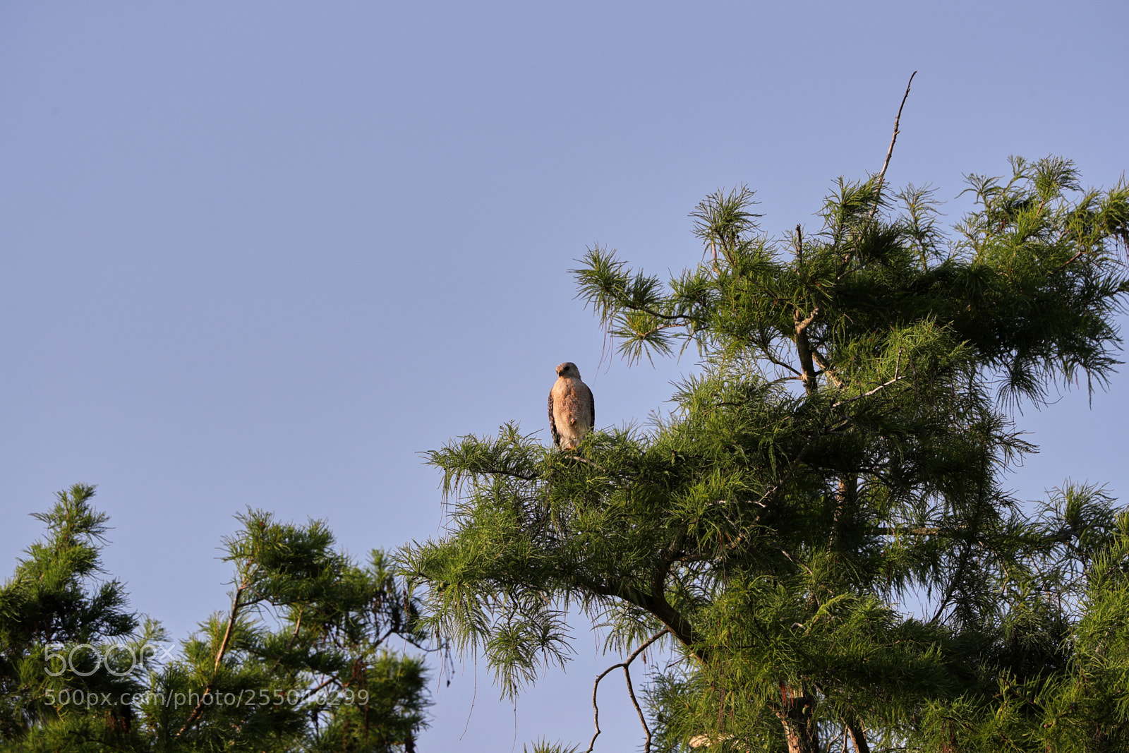 Canon EOS-1D X Mark II sample photo. 04-24-18-0014468.jpg photography