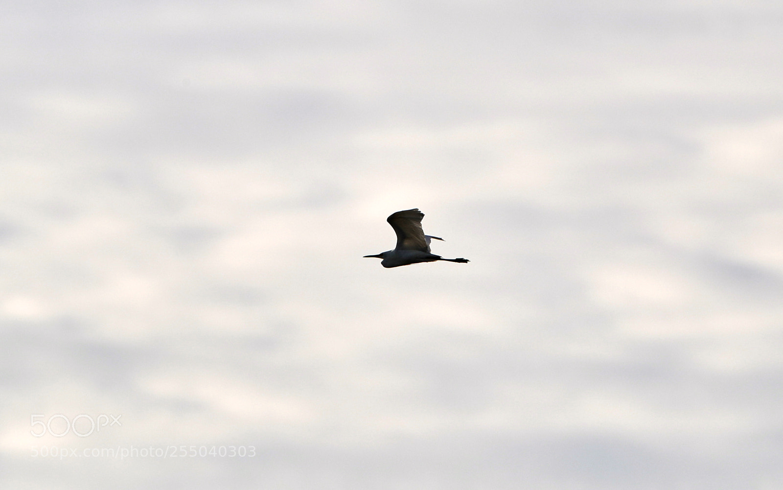 Canon EOS-1D X Mark II sample photo. 04-24-18-0014469.jpg photography