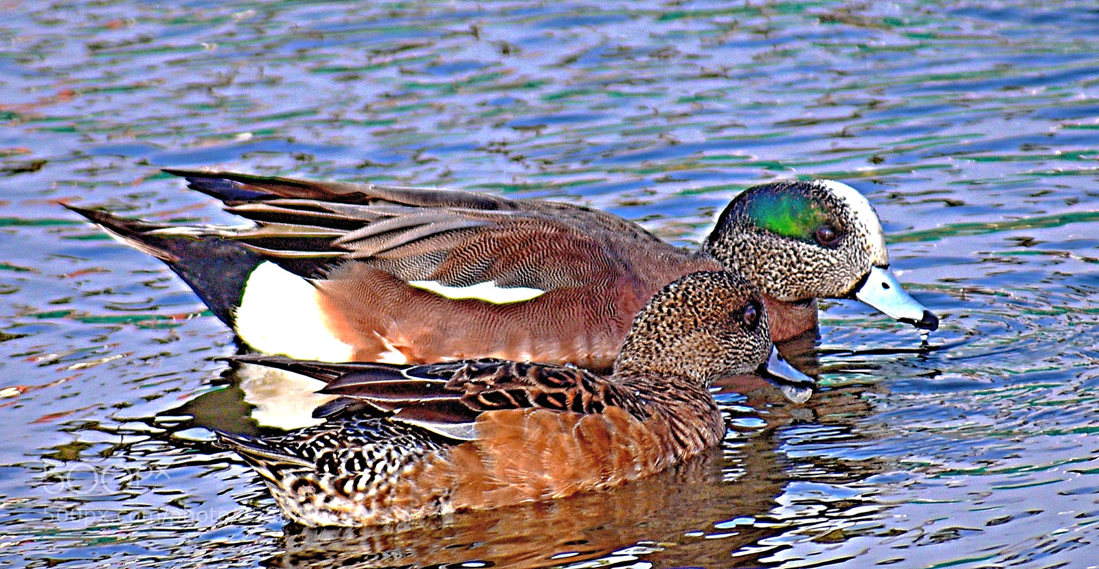 Nikon D7200 sample photo. Two ducks swimming in photography