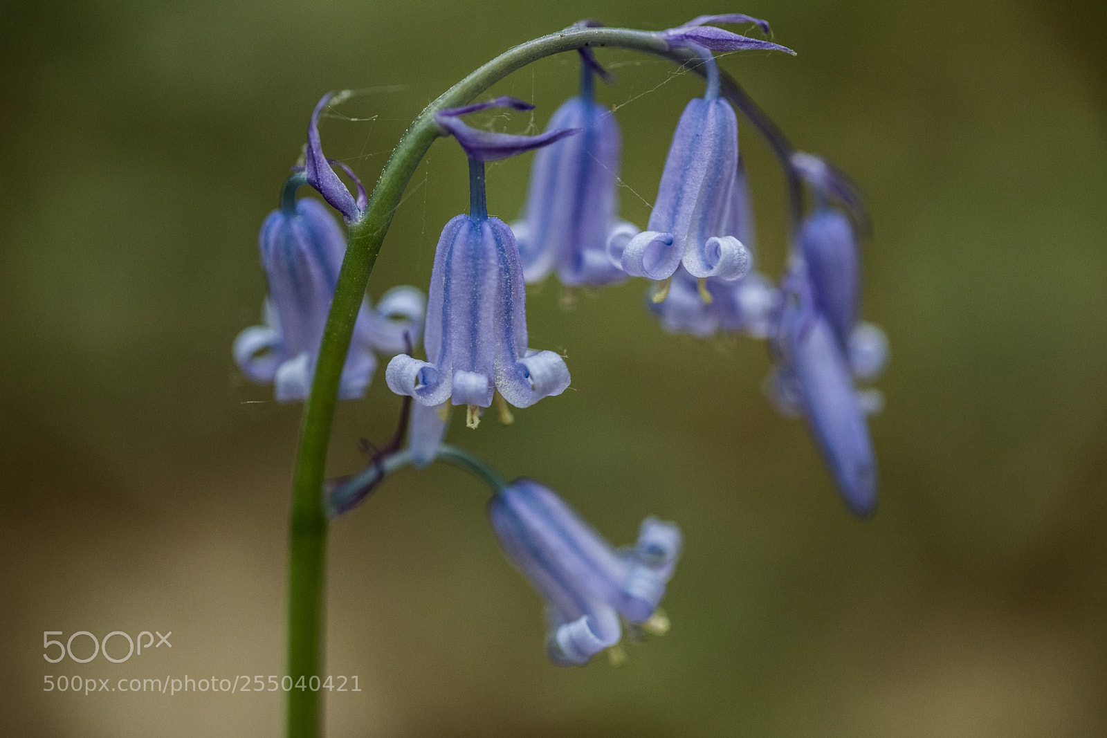 Canon EOS 6D Mark II sample photo. The wood hyacinth photography