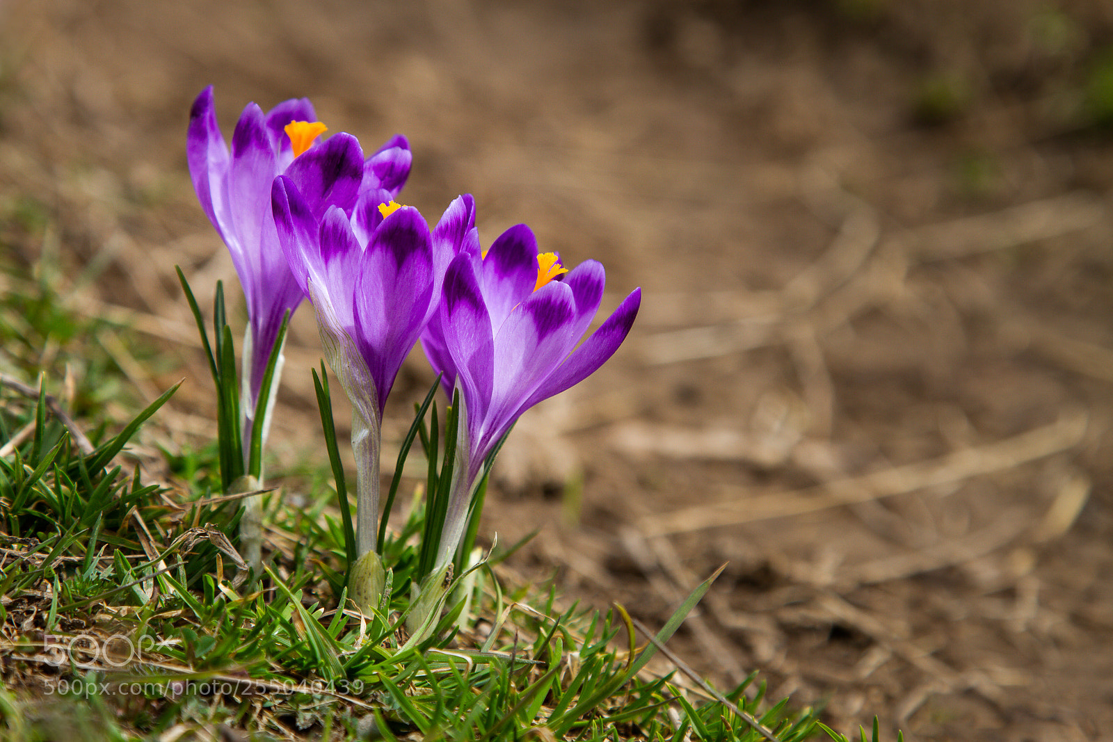 Canon EOS 7D sample photo. Crocuses photography