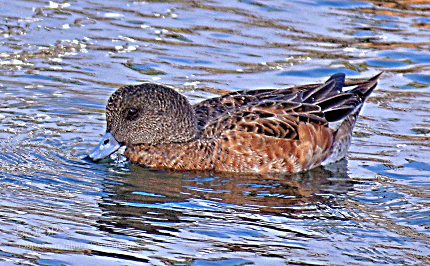 Nikon D7200 sample photo. A little brown duck photography