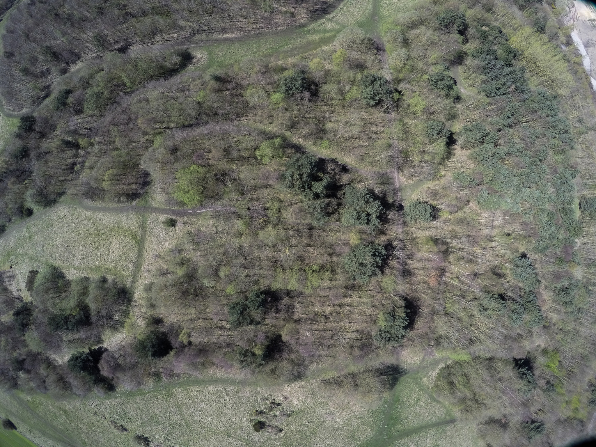 GoPro HERO4 Black sample photo. Woodland photography