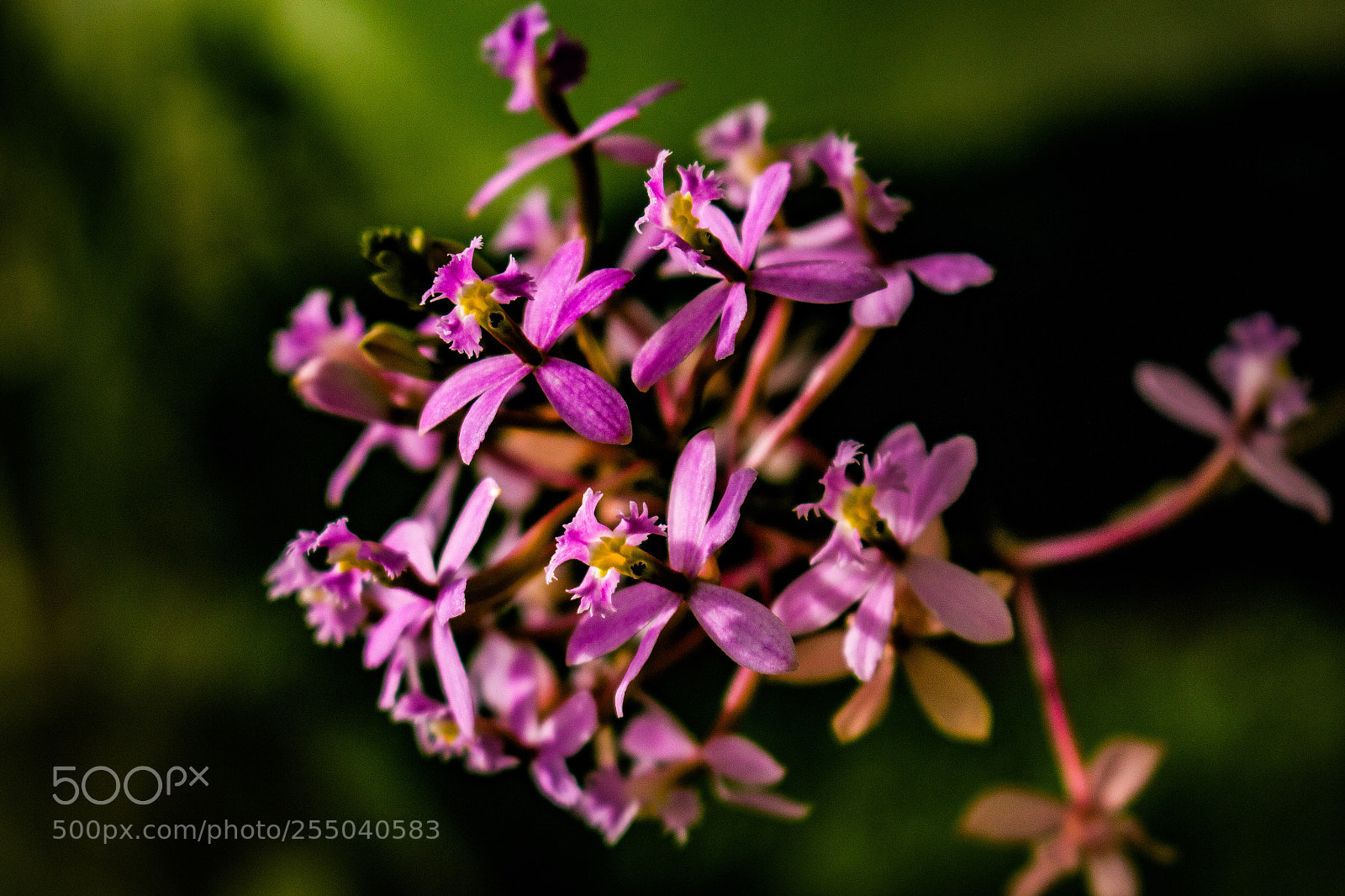 Canon EOS 700D (EOS Rebel T5i / EOS Kiss X7i) sample photo. Pink flowers photography