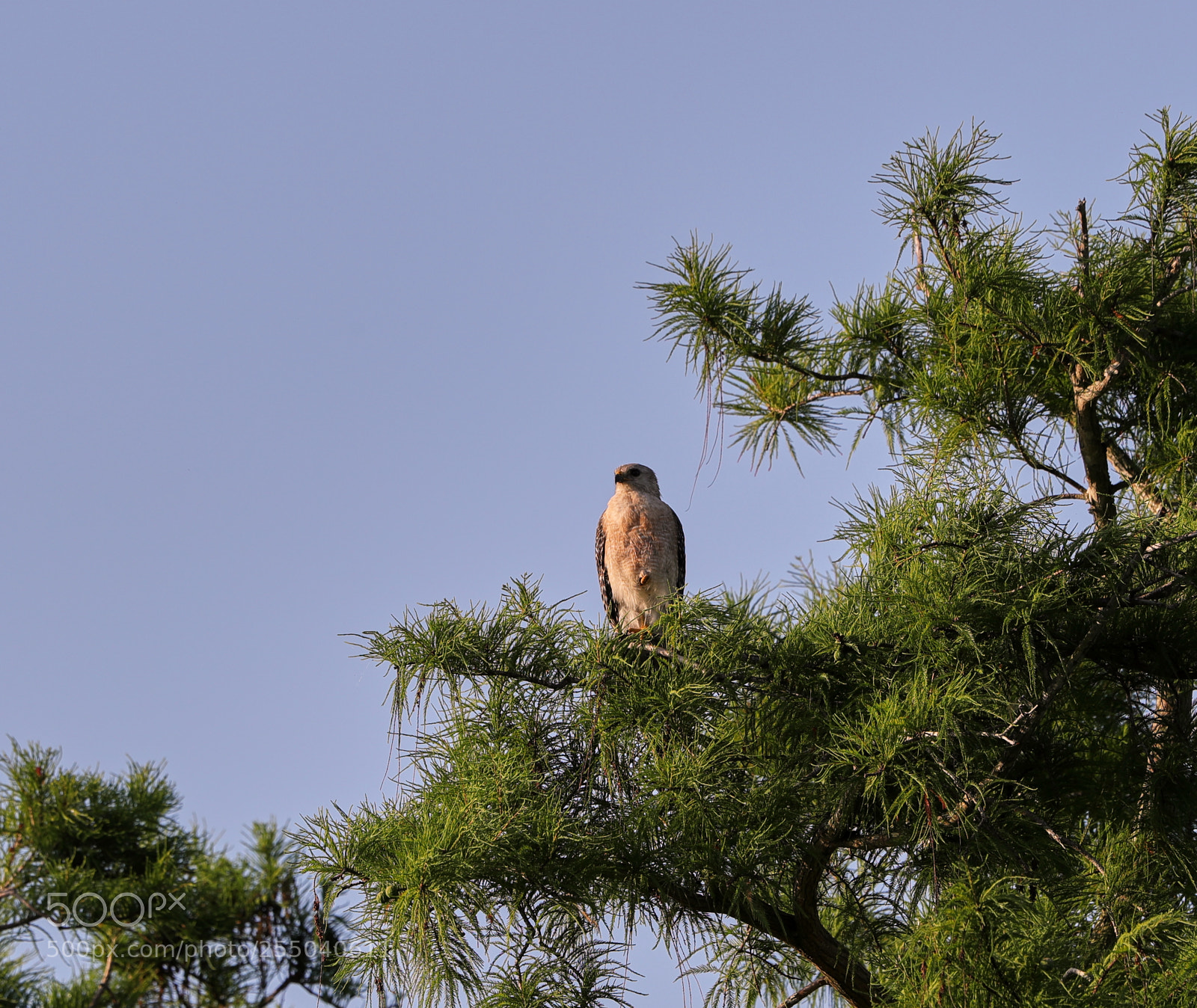Canon EOS-1D X Mark II sample photo. 04-24-18-0014466.jpg photography