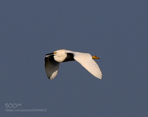 Canon EOS-1D X Mark II sample photo. 04-24-18-0014394.jpg photography