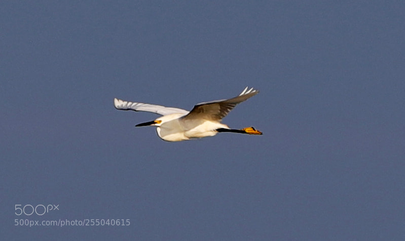 Canon EOS-1D X Mark II sample photo. 04-24-18-0014393.jpg photography