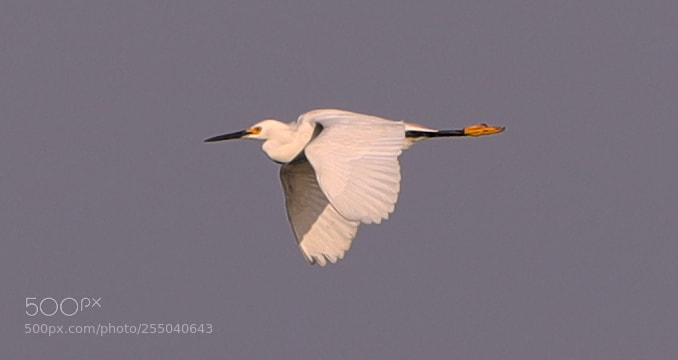 Canon EOS-1D X Mark II sample photo. 04-24-18-0014392.jpg photography