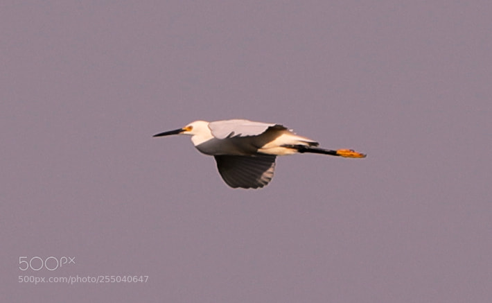 Canon EOS-1D X Mark II sample photo. 04-24-18-0014391.jpg photography
