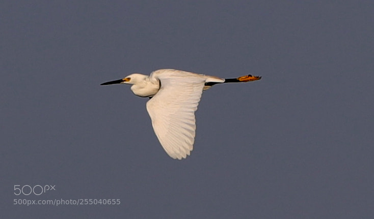 Canon EOS-1D X Mark II sample photo. 04-24-18-0014390.jpg photography