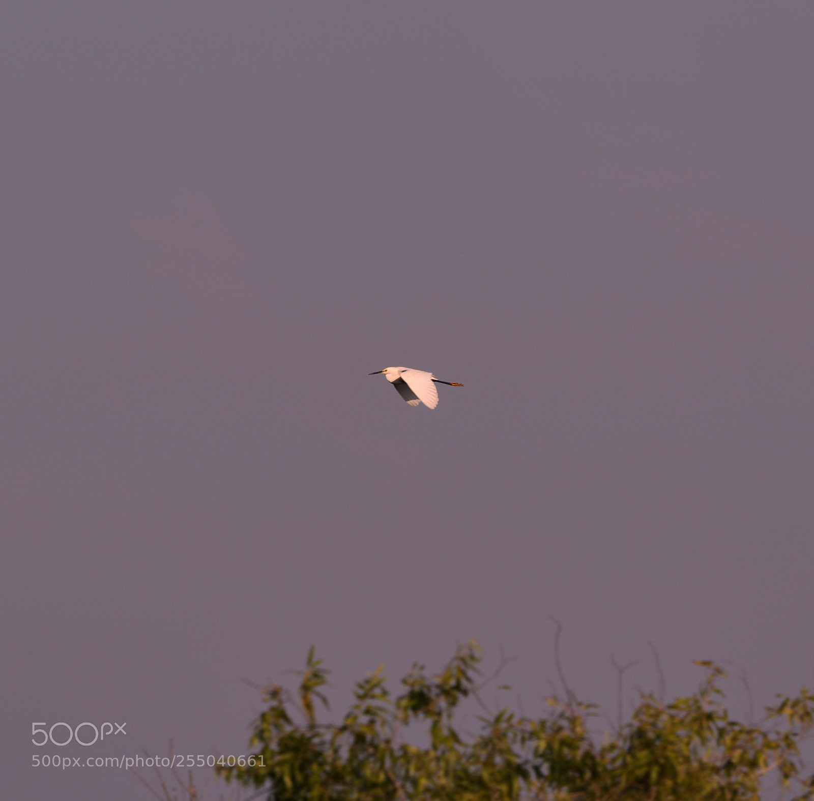 Canon EOS-1D X Mark II sample photo. 04-24-18-0014389.jpg photography