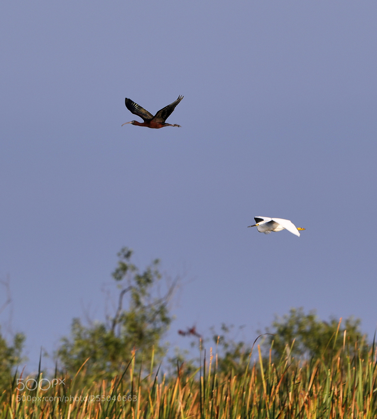 Canon EOS-1D X Mark II sample photo. 04-24-18-0014388.jpg photography
