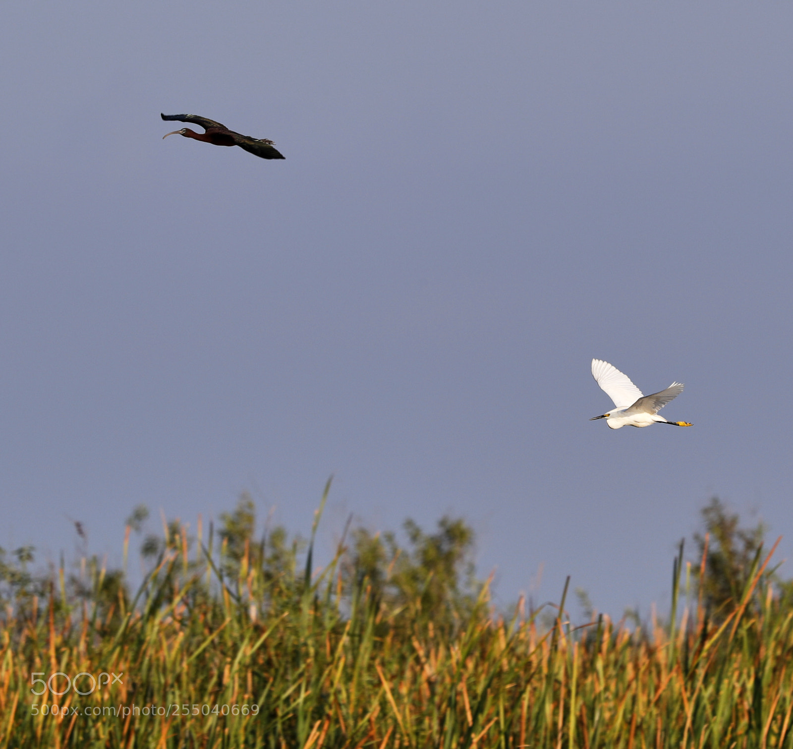 Canon EOS-1D X Mark II sample photo. 04-24-18-0014387.jpg photography
