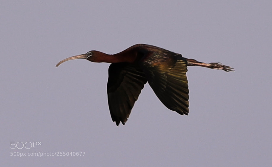Canon EOS-1D X Mark II sample photo. 04-24-18-0014385.jpg photography