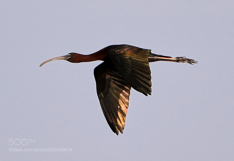 Canon EOS-1D X Mark II sample photo. 04-24-18-0014384.jpg photography