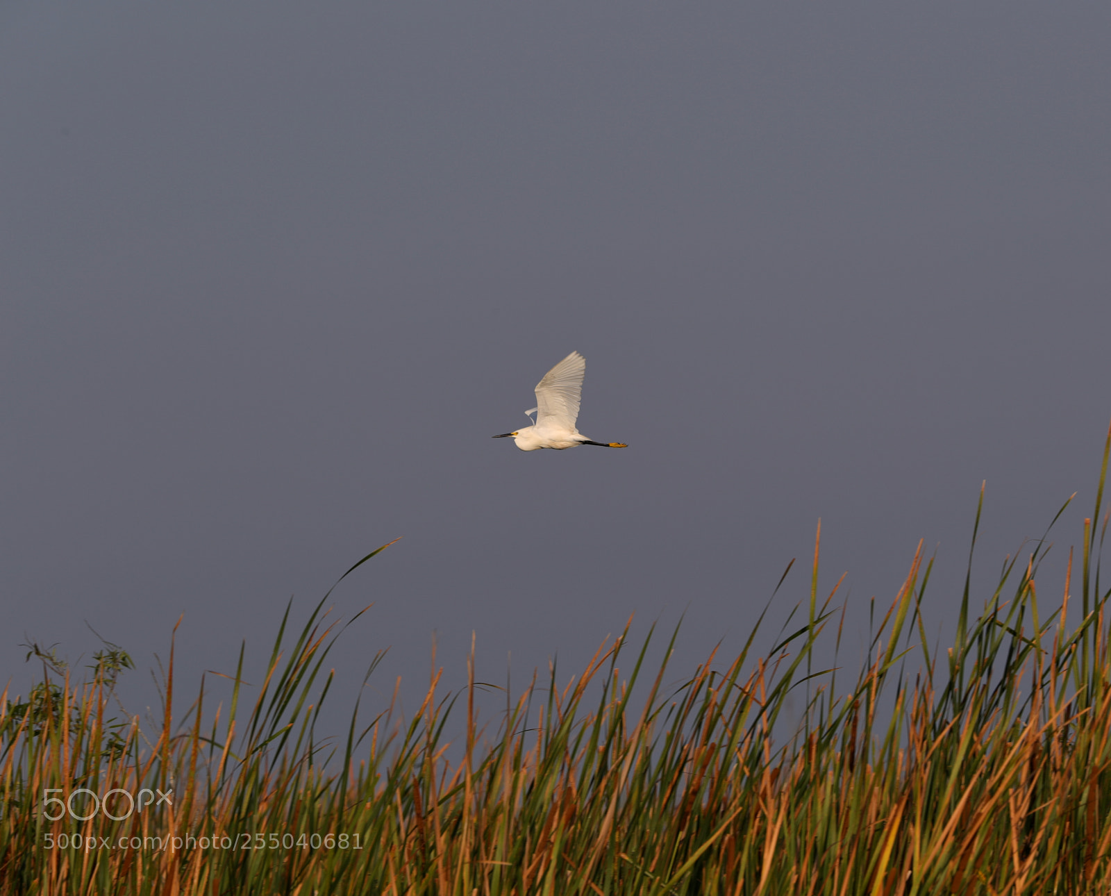 Canon EOS-1D X Mark II sample photo. 04-24-18-0014383.jpg photography