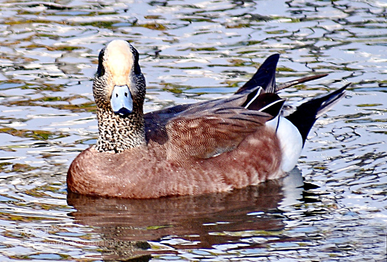 Nikon D7200 sample photo. A duck looking at photography