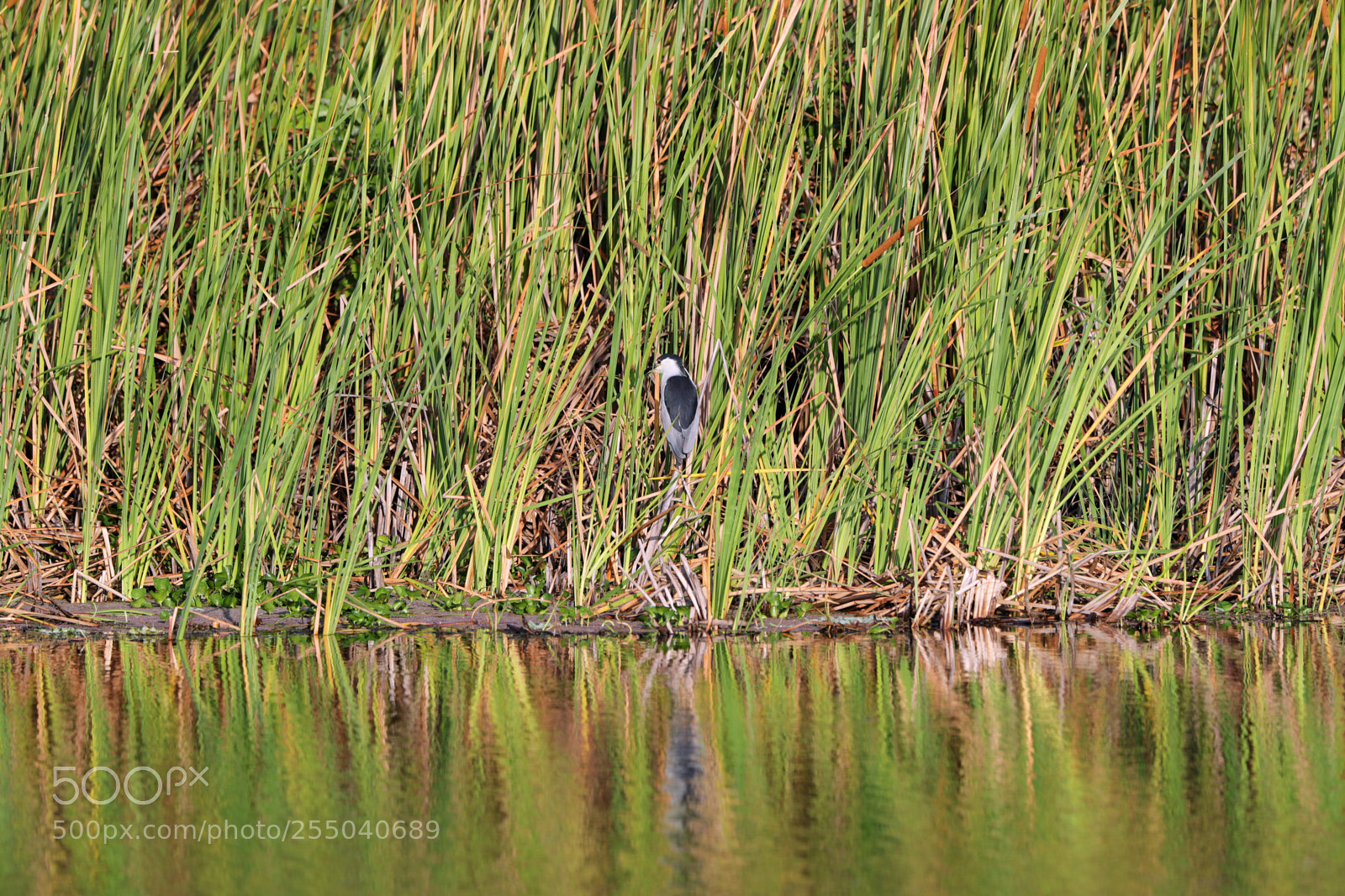 Canon EOS-1D X Mark II sample photo. 04-24-18-0014380.jpg photography