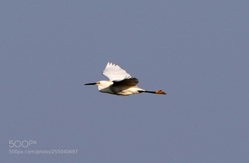 Canon EOS-1D X Mark II sample photo. 04-24-18-0014378.jpg photography