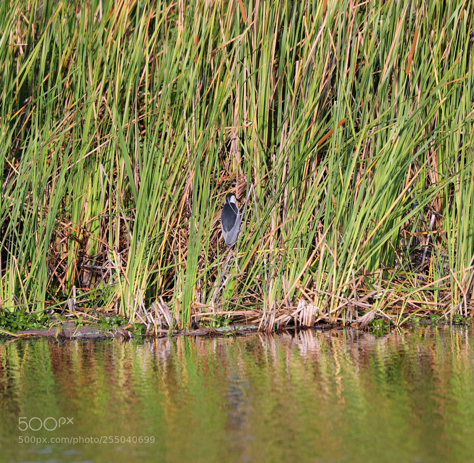 Canon EOS-1D X Mark II sample photo. 04-24-18-0014377.jpg photography