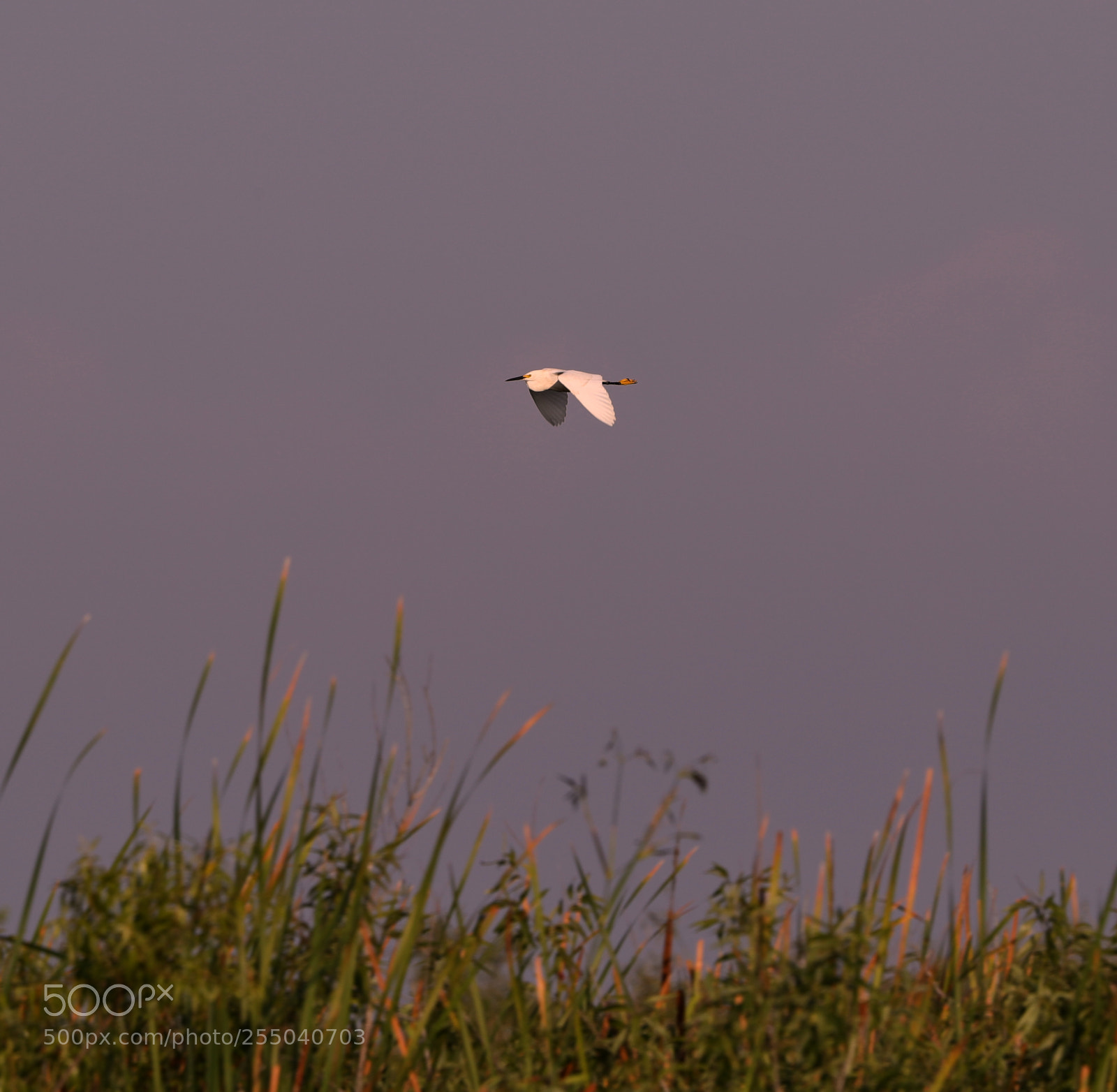 Canon EOS-1D X Mark II sample photo. 04-24-18-0014375.jpg photography