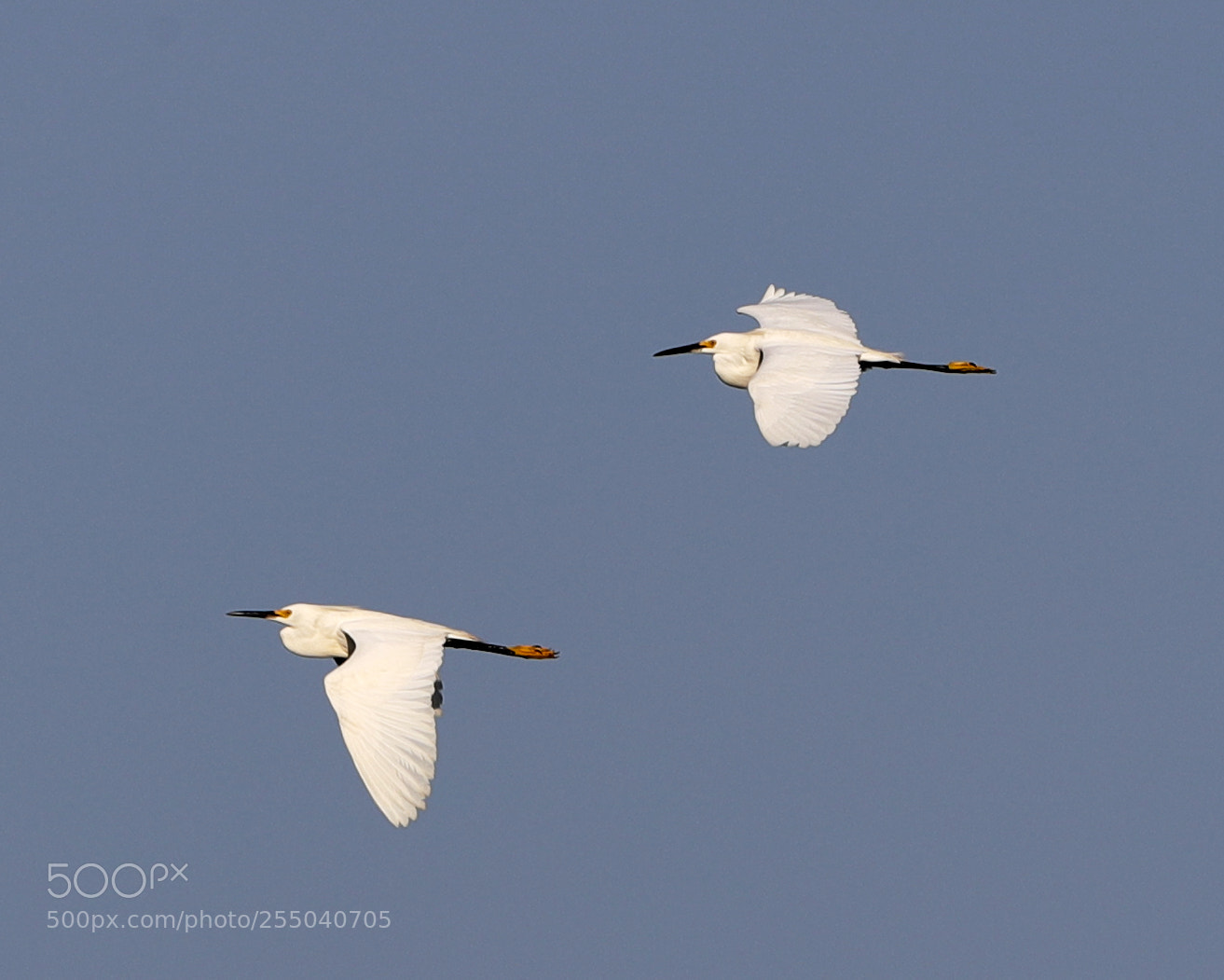 Canon EOS-1D X Mark II sample photo. 04-24-18-0014337.jpg photography