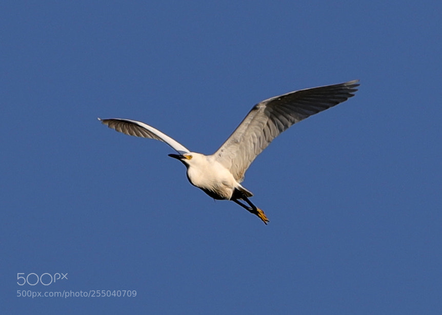 Canon EOS-1D X Mark II sample photo. 04-24-18-0014335.jpg photography